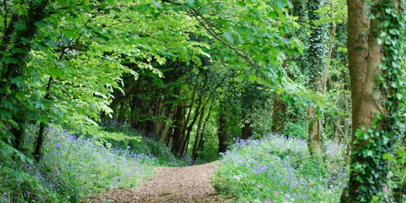 Woodland in springtime to illustrate counselling and hypnotherapy in Plymouth
